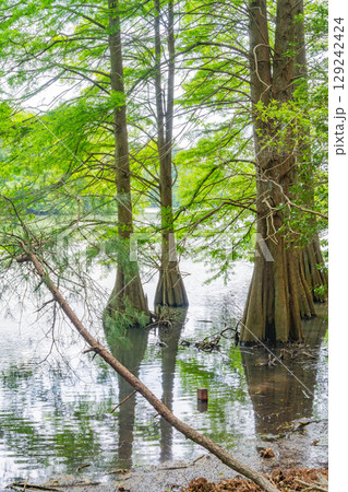 【福岡県】篠栗九大の森（ささぐりきゅうだいのもり）・水辺の森のラクウショウ 129242424