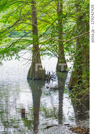 【福岡県】篠栗九大の森（ささぐりきゅうだいのもり）・水辺の森のラクウショウ 129242426
