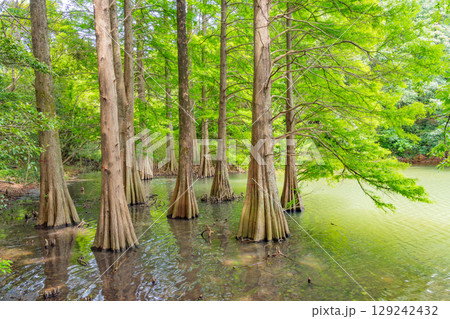 【福岡県】篠栗九大の森（ささぐりきゅうだいのもり）・水辺の森のラクウショウ 129242432