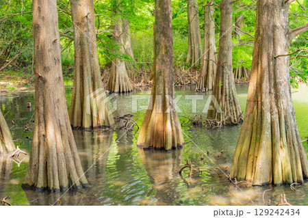 【福岡県】篠栗九大の森（ささぐりきゅうだいのもり）・水辺の森のラクウショウ 129242434
