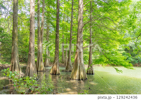 【福岡県】篠栗九大の森（ささぐりきゅうだいのもり）・水辺の森のラクウショウ 129242436