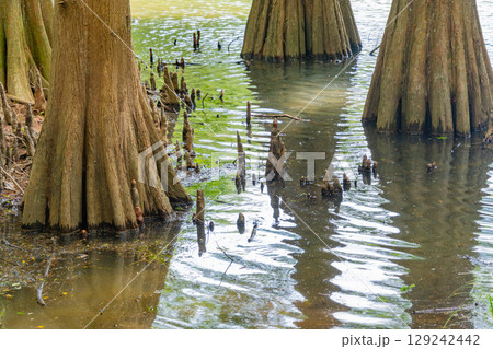 【福岡県】篠栗九大の森（ささぐりきゅうだいのもり）・水辺の森のラクウショウ 129242442