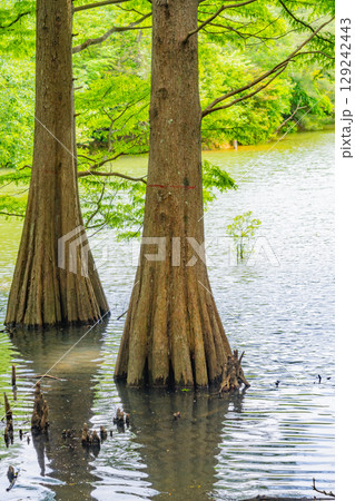 【福岡県】篠栗九大の森（ささぐりきゅうだいのもり）・水辺の森のラクウショウ 129242443