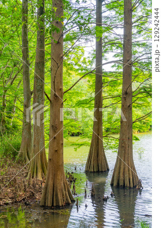 【福岡県】篠栗九大の森（ささぐりきゅうだいのもり）・水辺の森のラクウショウ 129242444