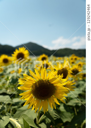 真夏の光とヒマワリのクローズアップ 129242464