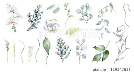 Floral watercolor clipart in pastel tones isolated. White flowers, greenery twigs and juniper drawing. Set of coniferous, eucalyptus and holly leaves soft sage green hand drawn for design packaging. Floral watercolor clipart in pastel tones isolated. White flowers, greenery twigs and juniper drawing. Set of coniferous, eucalyptus and holly leaves soft sage green hand drawn for design packaging. 129242631