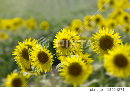 夏の光とヒマワリ畑 129242714