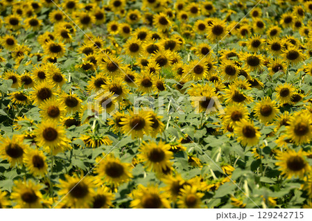 夏の光とヒマワリ畑 129242715