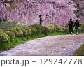 桜満開の中手をつないで歩く若者たち 129242778