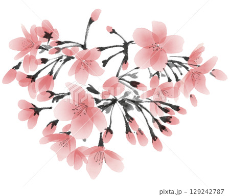 手描きの桜の花の水墨画 手描きの桜の花の水墨画 129242787
