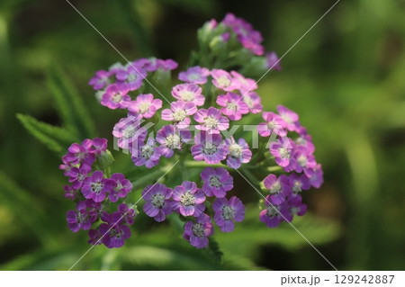 夏の庭に咲くノコギリソウのピンク色の花 夏の庭に咲くノコギリソウのピンク色の花 129242887