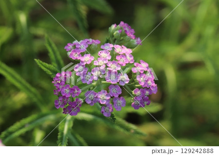 夏の庭に咲くノコギリソウのピンク色の花 129242888