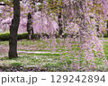 満開の枝垂れ桜 129242894