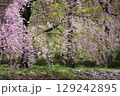満開の枝垂れ桜 129242895