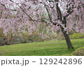 満開の枝垂れ桜 129242896