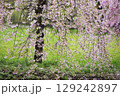 満開の枝垂れ桜 129242897