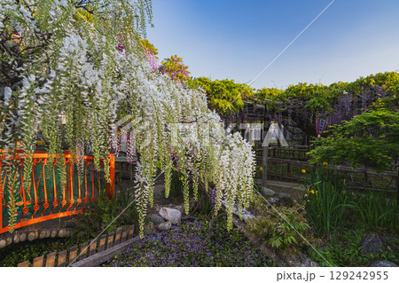 磐田市の熊野の長藤の風景(静岡県) 129242955