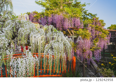 磐田市の熊野の長藤の風景(静岡県) 129242958