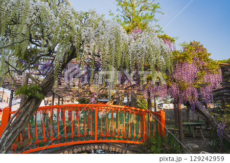 磐田市の熊野の長藤の風景(静岡県) 129242959
