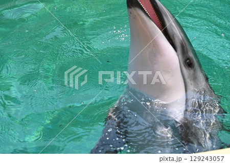伊豆・三津シーパラダイスの目がかわいいイルカさん 129243057