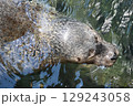 伊豆・三津シーパラダイスの爆睡中のアザラシさん 129243058