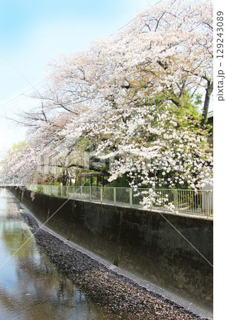 神田川の桜 神田川の桜 129243089