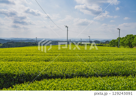 磐田市の広がる茶畑の風景(静岡県) 磐田市の広がる茶畑の風景(静岡県) 129243091