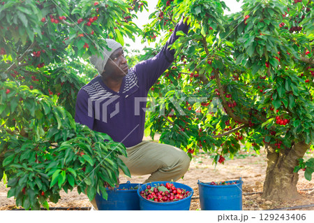 African farmer picking cherries in fruit garden African farmer picking cherries in fruit garden 129243406