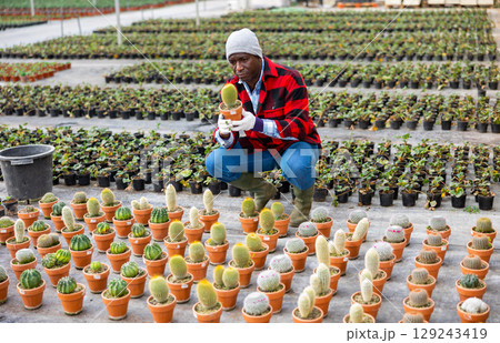 African american farmer examines a cactus in a pot African american farmer examines a cactus in a pot 129243419