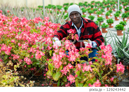 African american farmer checks begonia semperflorens in pots 129243442