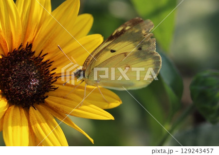 夏の庭に咲くオレンジ色の矮性ヒマワリの蜜を吸うモンキチョウ 129243457