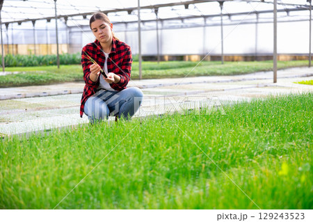 Female gardener holding onion sprouts at greenhouse 129243523