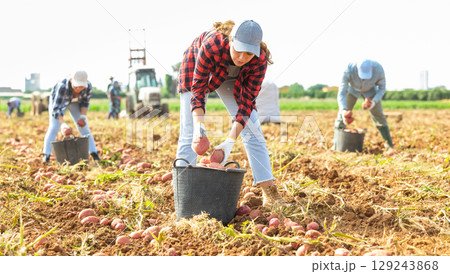 Woman agriculturist gathering potatoes from ground Woman agriculturist gathering potatoes from ground 129243868