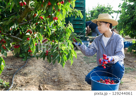 People picking cherry near tractor People picking cherry near tractor 129244061