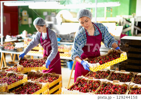 Asian female workers sorting sweet organic cherry Asian female workers sorting sweet organic cherry 129244158