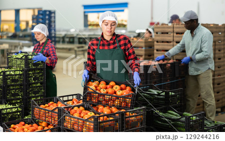 Portrait of three farmers working at a vegetable depot Portrait of three farmers working at a vegetable depot 129244216
