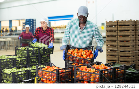 Food factory warehouse worker stacks crates of tomatoes 129244313