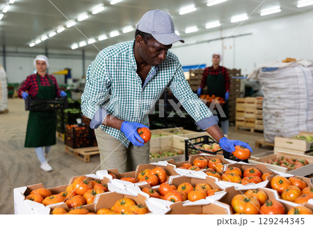 Hardworking african american farmer inspects tomatoes 129244345
