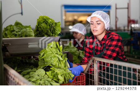 Young woman sorts Peking cabbage from crates 129244378