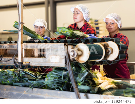 Women working in vegetable processing factory, controlling process of peeling and washing of ripe leek on conveyor belt of sorting production line Women working in vegetable processing factory, controlling process of peeling and washing of ripe leek on conveyor belt of sorting production line 129244473