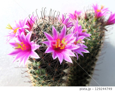 シキンリュウ　紫金竜　グラハミー 129244749