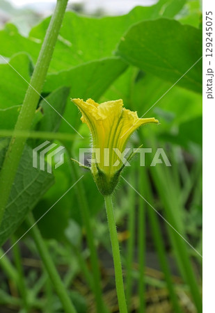 カボチャの花20250702 129245075