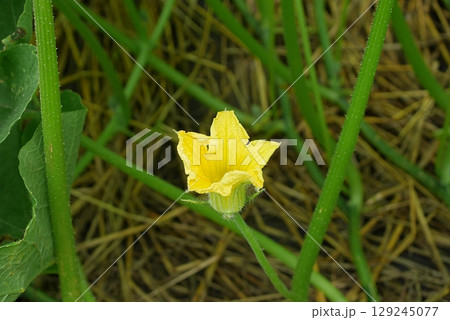 カボチャの花20250704 カボチャの花20250704 129245077