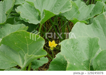 カボチャの花20250705 カボチャの花20250705 129245078