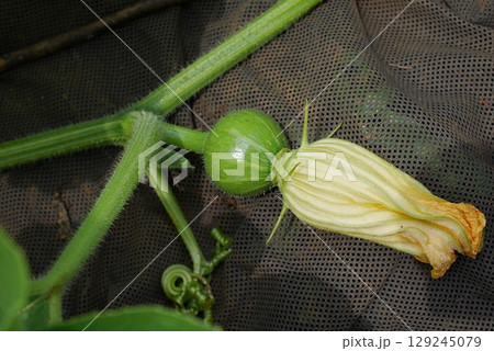 カボチャの花20250709 カボチャの花20250709 129245079