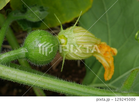 カボチャの花20250708 129245080