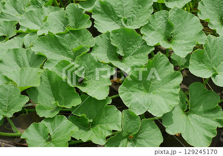 カボチャの葉20250701 129245170