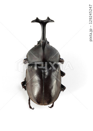 カブトムシ 死骸 129245247