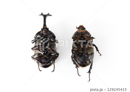カブトムシ 死骸 カブトムシ 死骸 129245415