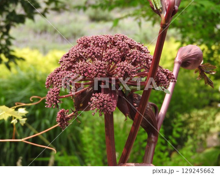 個性的で存在感のあるせり科の多年草「アンジェリカ・ギガス」の花 129245662
